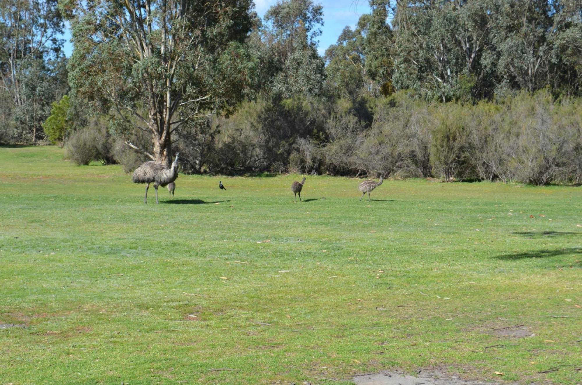 Mountain View Motor Inn & Holiday Lodges Halls Gap Kültér fotó